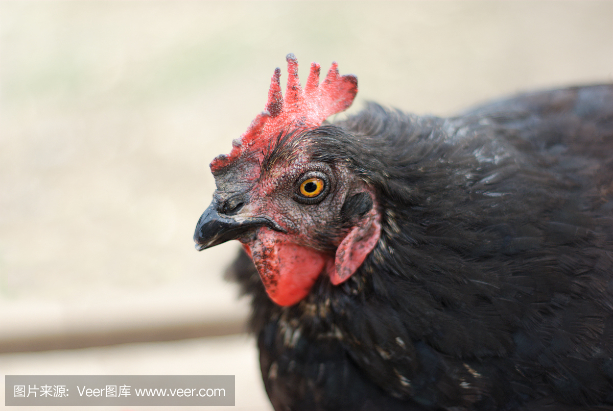 母鸡怎么长得像公鸡大红冠能吃吗