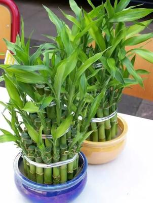 室内植物有哪些好养
