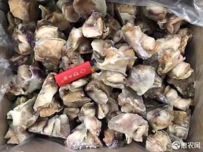 干海螺头做法大全家常做法
