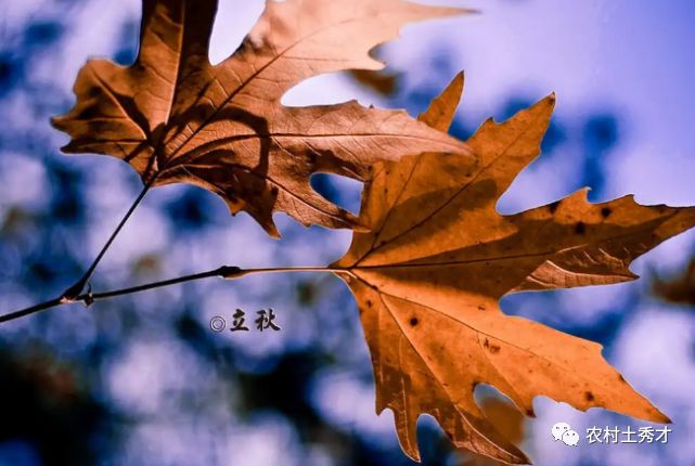 今年立秋是什么时间