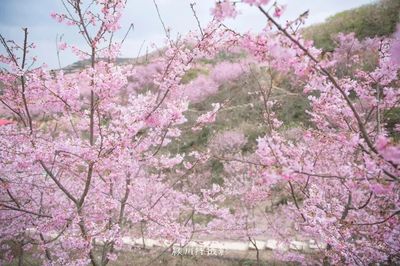 福建哪里可以看樱花