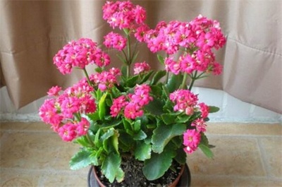 家中养什么花好风水