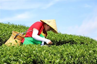 孕妇梦见摘茶叶