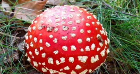 怀孕梦见蘑菇