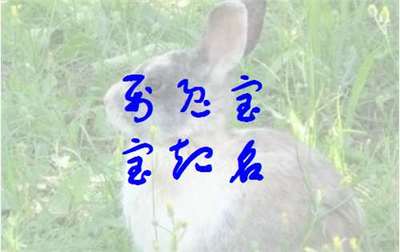 属兔宜取名字