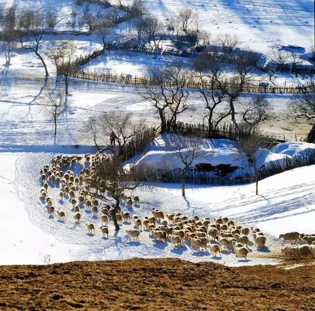 雪是什么生肖