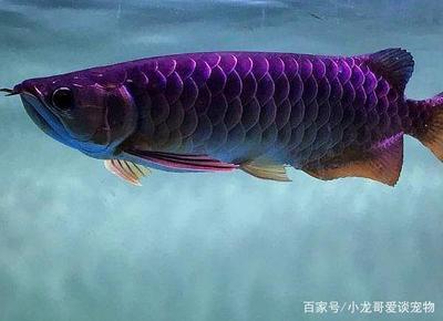 長春魚缸售后維護(hù)中心在哪里（長春魚缸售后維護(hù)中心在哪里?。? title=