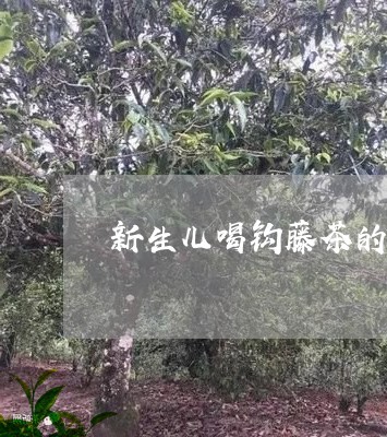 钩藤茶新生儿可以喝吗