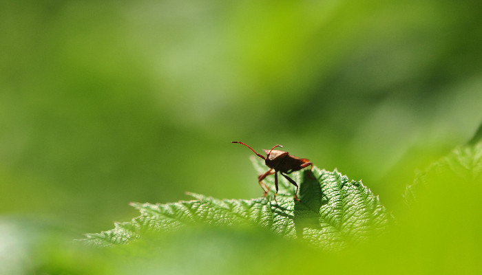 昆虫记蜣螂的外形和生活特征