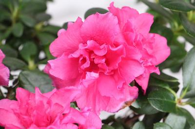 杜鹃花能放卧室吗