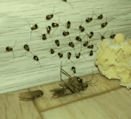 家里太多蟑螂了怎么办