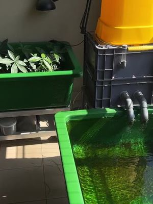 如何除塑料桶中的绿苔
