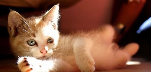 好听的猫名字