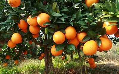 果园农庄起名字大全