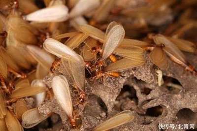 白蚂蚁的危害有多大?咬人吗?