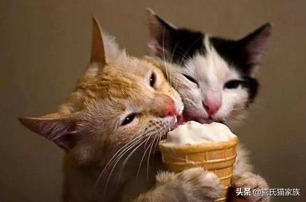 猫能吃冰淇淋吗?猫能吃冰淇淋吗?