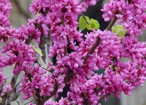 紫荆花作文500字