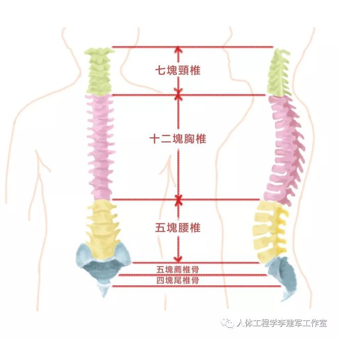 尾椎骨旁边疼是怎么回事
