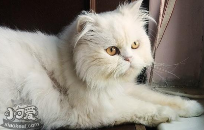 猫多久可以怀孕