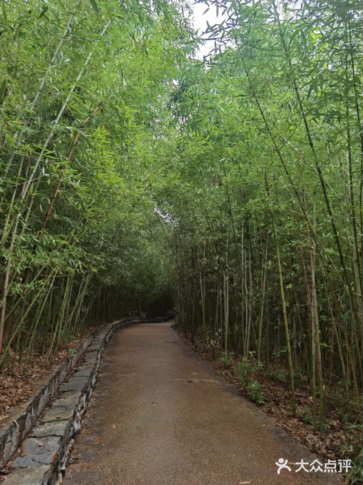 大竹林公园