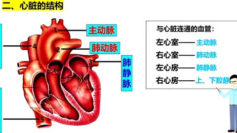 主动脉型心脏怎么治疗