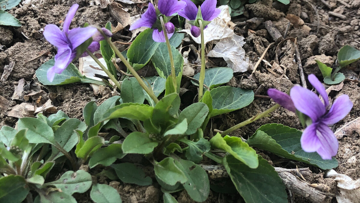 蒲公英配紫花地丁功效