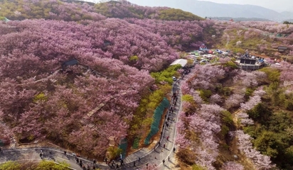 福建哪里可以看樱花