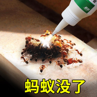 厨房蚂蚁