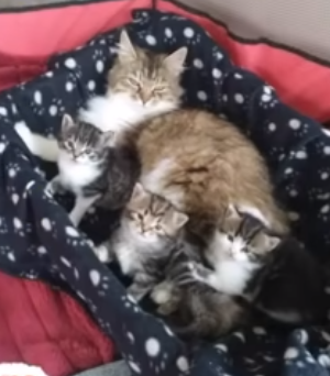 猫怀孕了