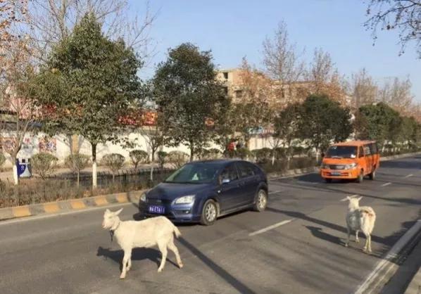 开车撞死羊后逃构成犯罪吗