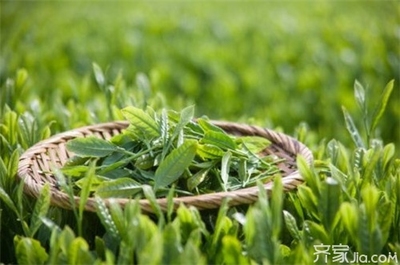 龙井茶诗词