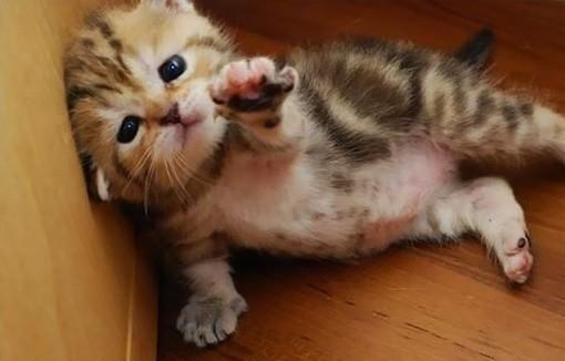 猫进家里是什么预兆