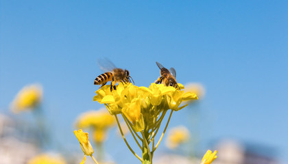 孕妇梦到蜜蜂