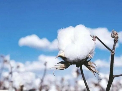 棉花可以洗吗