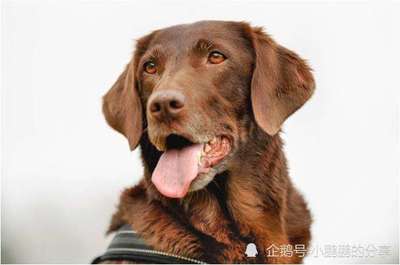 属狗的和属蛇的合财吗