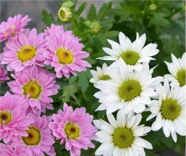 菊花代表什么生肖