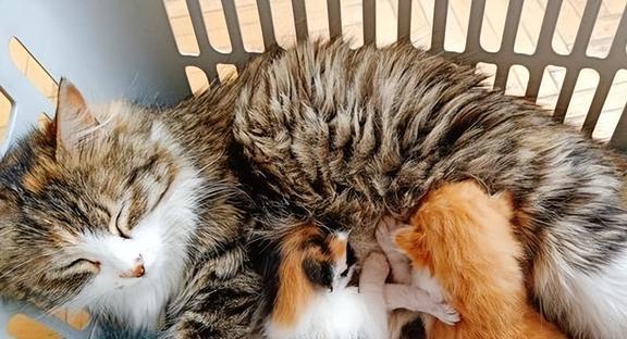 怎么知道母猫有没有怀孕