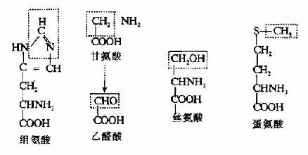 一碳单位有哪些