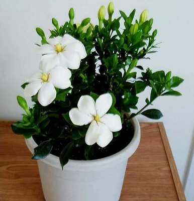 栀子花适合在室内养吗