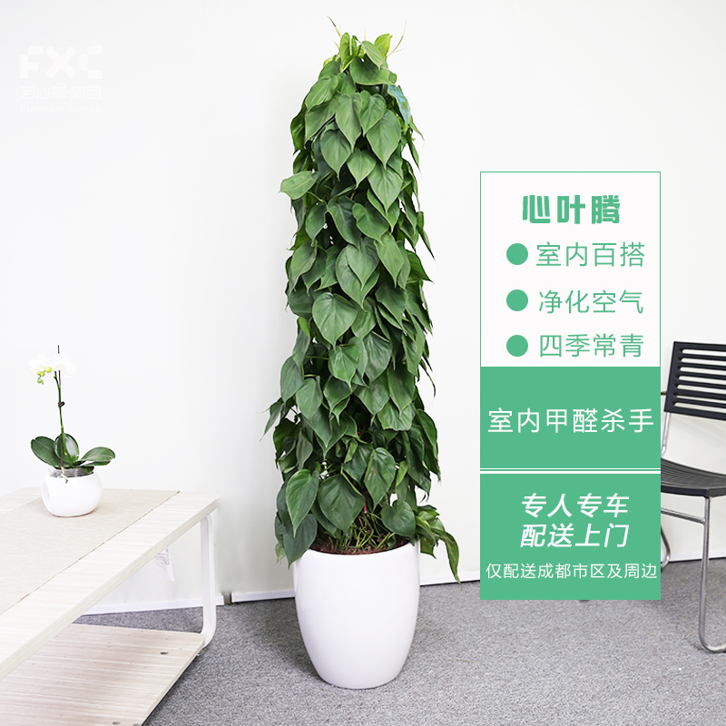 室内植物净化空气