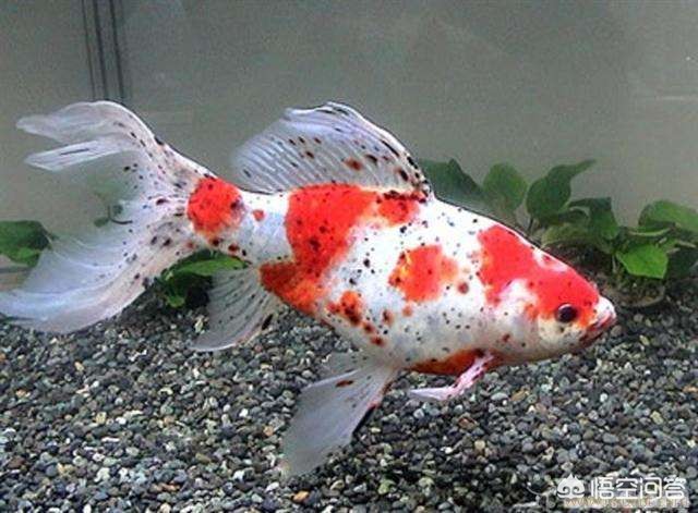 红长尾草金鱼怎么养