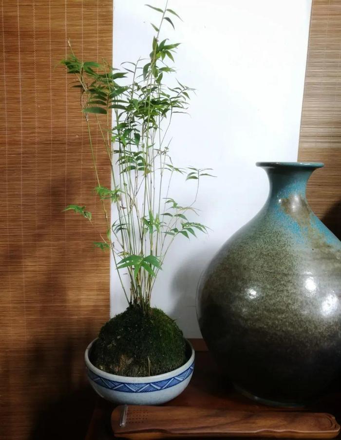 室内养竹子