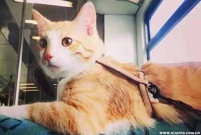 上海猫咪可以上地铁吗、北京猫咪可以上地铁吗