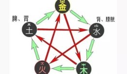 胃五行属什么