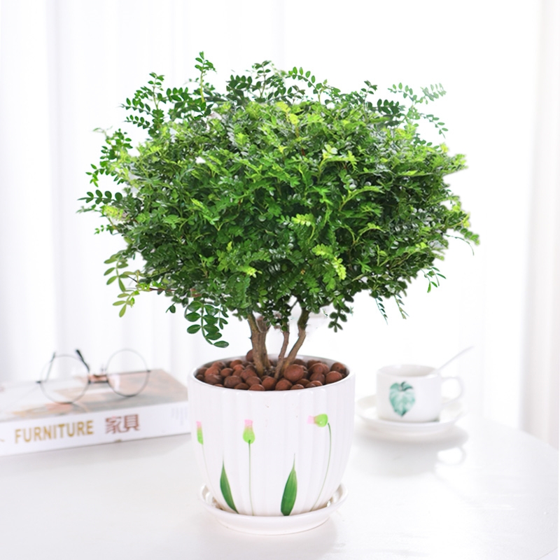 绿植晚上放卧室好吗