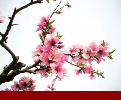 八字怎么看桃花