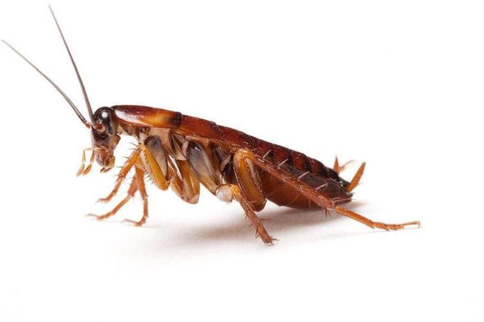 蟑螂不吃不喝能活几天