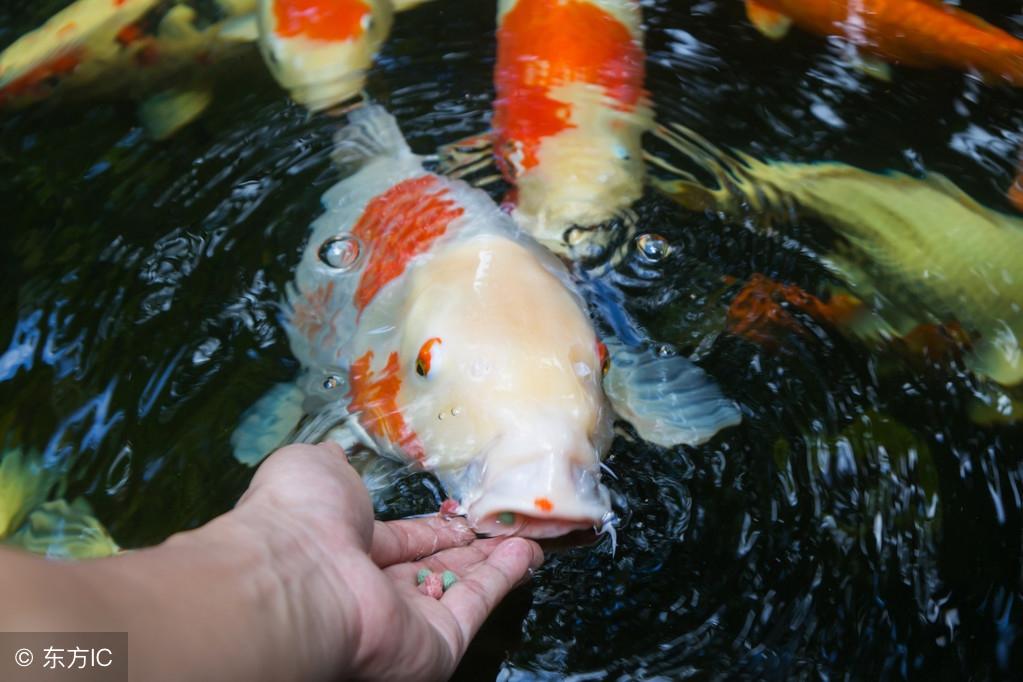 养鱼条数风水