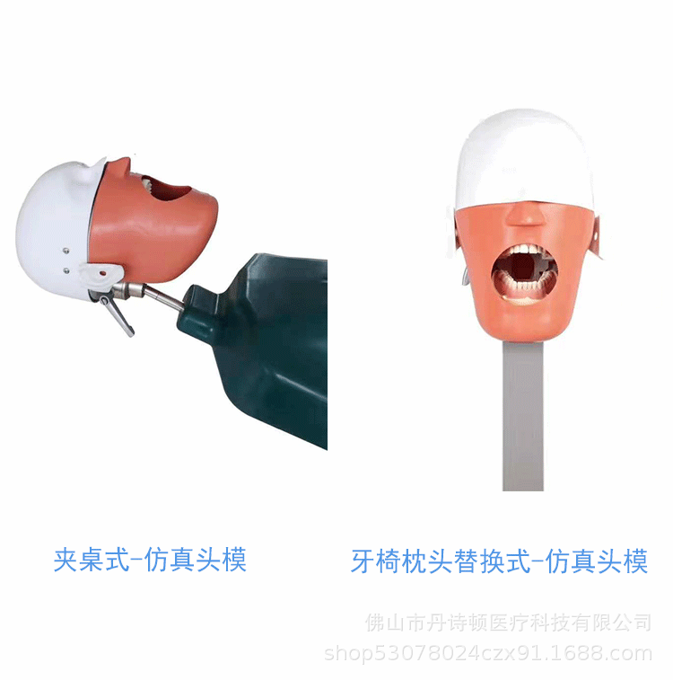 口腔仿真头模的部分
