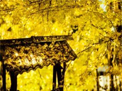 腾冲旅游介绍